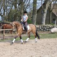 Anden særlig race Oddens Fantiska 