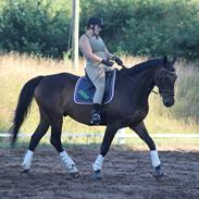 Fuldblod (XX) Kærgård´s Bally No Limit