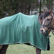 Welsh Cob (sec D) Blixem