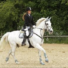 Irsk Sportspony Milton Express