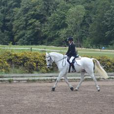 Irsk Sportspony Milton Express