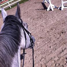 Holstener Carsandro Love