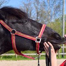 Anden særlig race Pony Gammelby <3