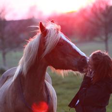 Welsh Cob (sec D) | Glanvyrnwy Olwena