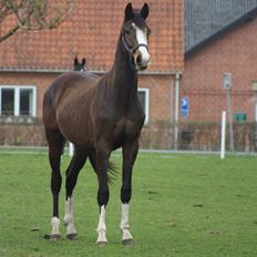 Dansk Varmblod Don O'Nico R