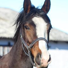 Dansk Varmblod Don O'Nico R