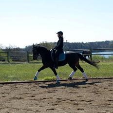 DSP Kjær's Calderina
