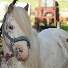 Knabstrupper Laban (SOLGT)