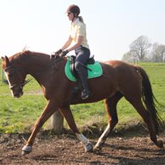 Dansk Varmblod Alby's Leonardo Da Vinci