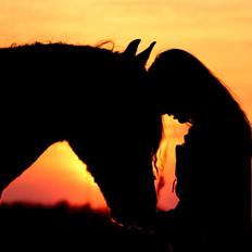 Welsh Cob (sec D) Fronerthig Black Rebel