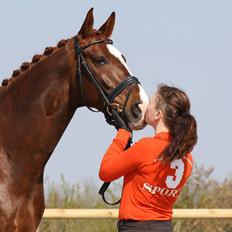 Dansk Varmblod Don Crusador II