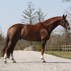 Dansk Varmblod Don Crusador II