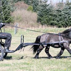Dansk Miniature Søbygårds Charmeur