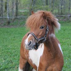Shetlænder Pippi