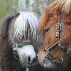 Shetlænder Pippi