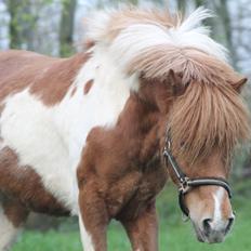 Shetlænder Pippi