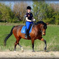 Dansk Varmblod Coffee Cup