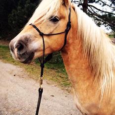 Tyroler Haflinger Walando