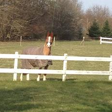 Dansk Varmblod Østerlykkes Frede