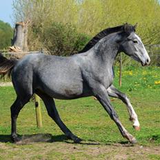 Barockpferd Nordlicht's Anarchy