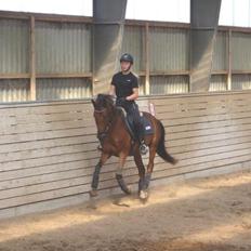 Tysk Sportspony FS Davidoff