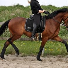 Tysk Sportspony FS Davidoff