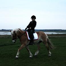Haflinger Katinka