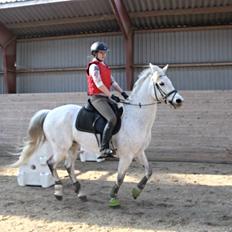 Connemara Hedegårdens Junker