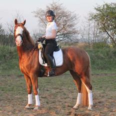 Dansk Varmblod Spanggaards De Fascinacion