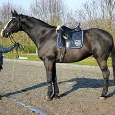 Dansk Varmblod Avalant dv