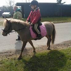 Welsh Pony (sec B) Rødsandgaards Beauty