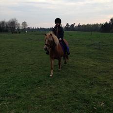 Welsh Pony (sec B) Rødsandgaards Beauty