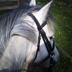 Connemara Maskenkols Honey Pie