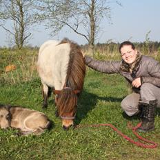 Belgisk Miniature Høgilds INKYS Golden Romance