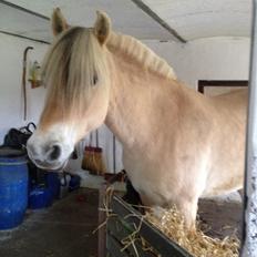 Fjordhest Tronkærs Pegasus