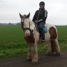 Irish Cob Kenzo's Lacrosse AKA Krølle