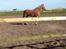 Tyroler Haflinger Nam nam