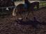 Tyroler Haflinger Nam nam
