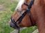 Tyroler Haflinger Nam nam