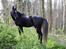 Arabisk fuldblod (OX) GS Sharif Ibn Gamil," Hingst"