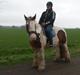 Irish Cob Kenzo's Lacrosse AKA Krølle