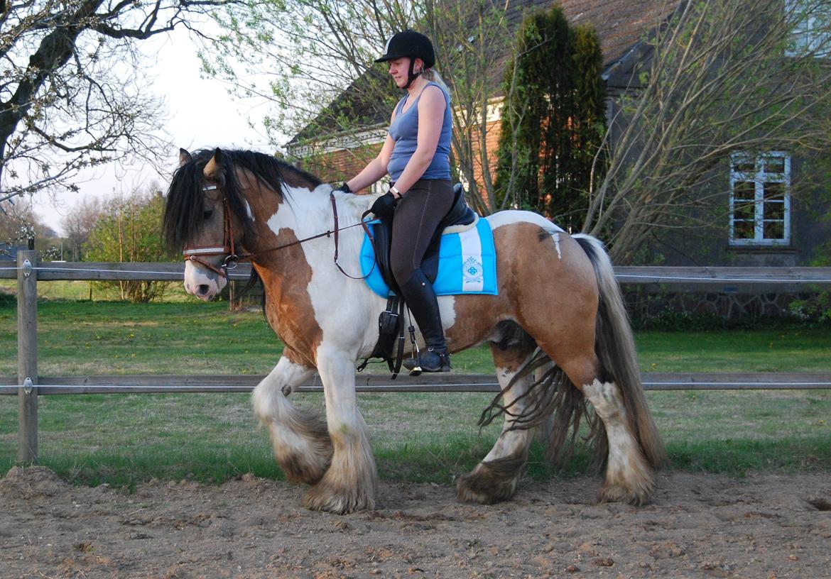 Tinker Cillbarra Golden Vale AVLSHINGST billede 26