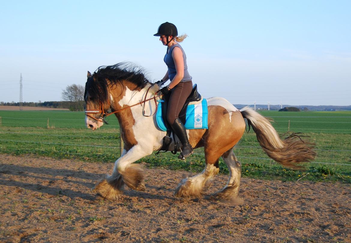 Tinker Cillbarra Golden Vale AVLSHINGST billede 28