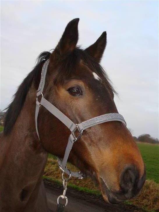 Dansk Varmblod Chardonnay - Smukkeste hoved billede 3