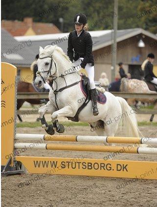 Irsk Sportspony Milton Express - min lille stjernepony<3 billede 6