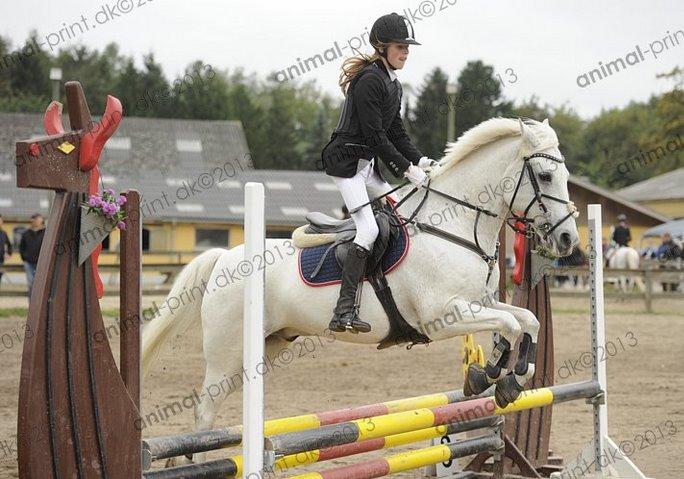 Irsk Sportspony Milton Express - <3333 billede 9