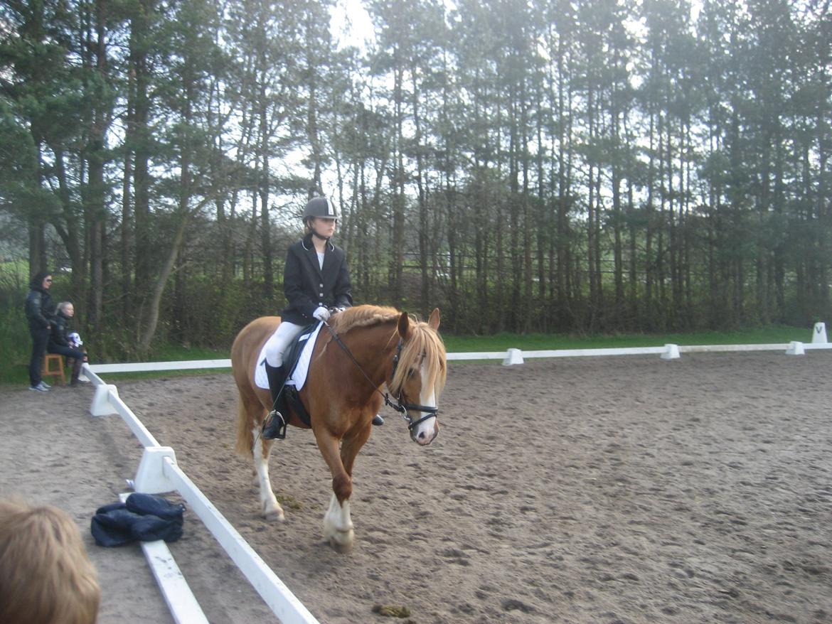 Welsh Cob (sec D) White Feet (White socks)(Sokke) billede 16