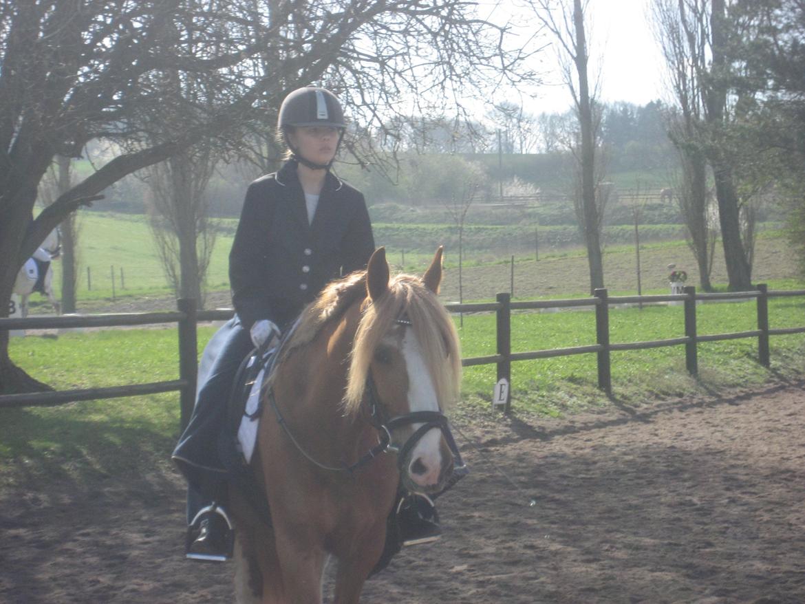 Welsh Cob (sec D) White Feet (White socks)(Sokke) billede 8