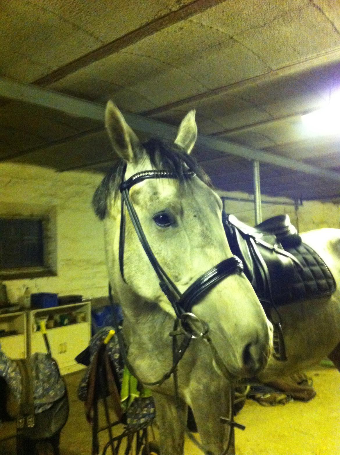 Holstener Carsandro Love billede 5