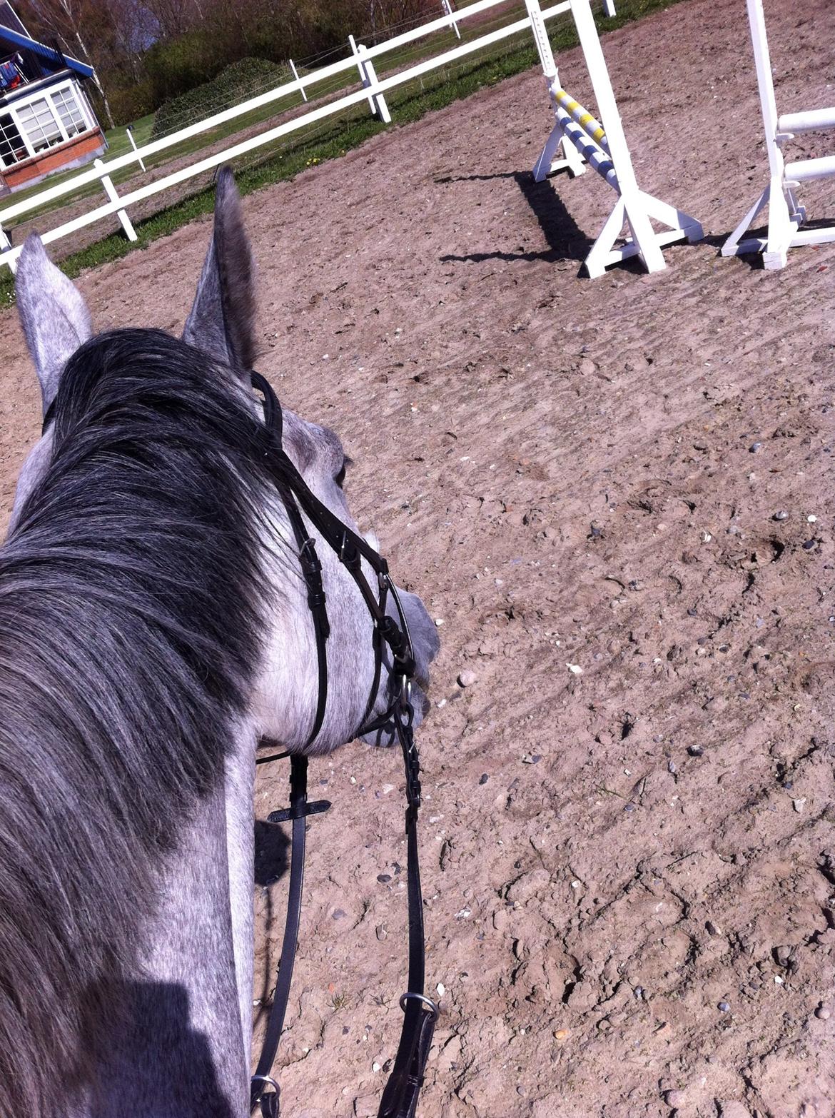 Holstener Carsandro Love billede 2